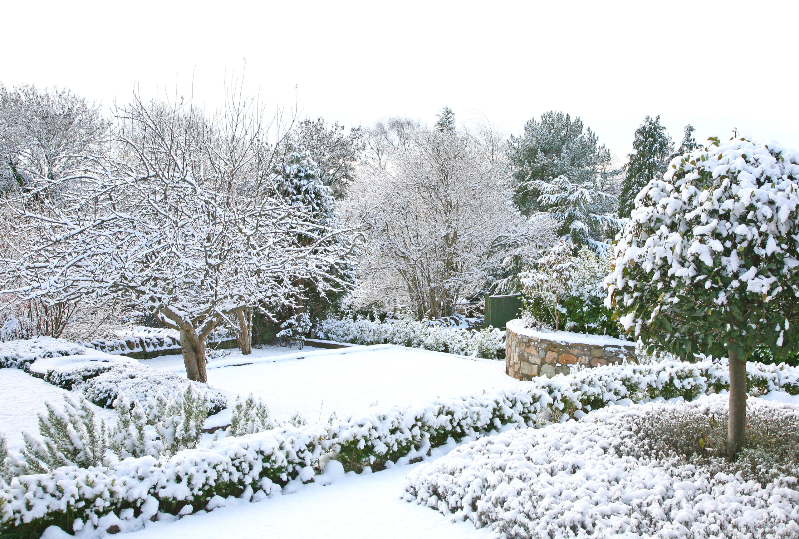 Фф лето в январе. Зима в саду. Красивый сад зимой. Сад в снегу. Ландшафт зимой.